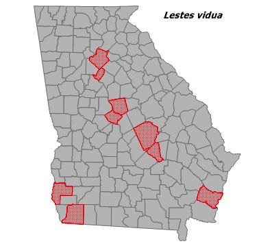 Lestes vidua
(Carolina Spreadwing)